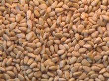 Pine Nuts