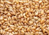 Available Grains