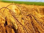 Theopile Agro Grains