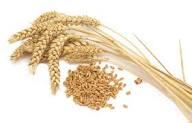 Wheat Flour, Grain