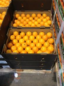  Valencia  Orange
