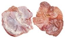 Butterfly stomach - MONTALVA