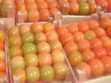 FRESH FRUIT TOMATO