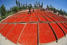 Good quality goji/wolf berry