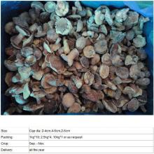 IQF suillus granulatus