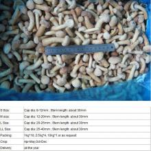  IQF   nameko 