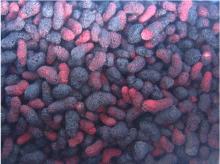  IQF  mulberries
