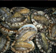 Abalone
