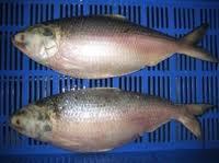 Frozen Hilsa Fish