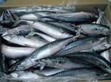 Frozen Mackerel Fish