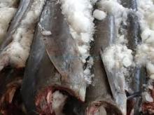frozen  marlin   fish 