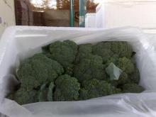 Fresh Broccoli