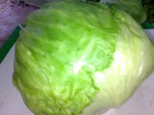 Fresh cabbage