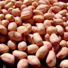 Peanut Kernels