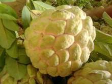 fresh annona