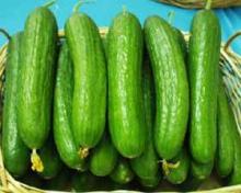 fresh green cucumber