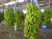 Fresh Grade AAA Cavendish Banana