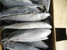 Fish Grade A frozen mackerel