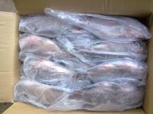  Frozen   Whole   Tilapia 