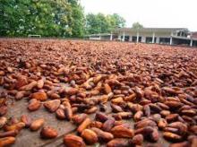 Cocoa Beans