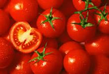 Fresh Tomato