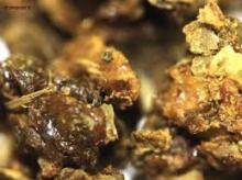 Propolis