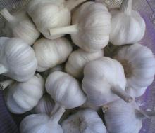 for sale Fresh Garlic