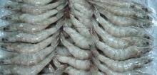 Frozen Vannamei Shrimps