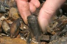 Frozen whole mussel