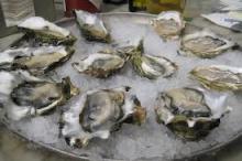 Frozen Shelled Oyster
