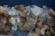 High quality frozen  scallop 