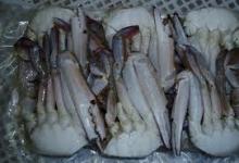 Frozen Black Mud Crab/Stone Crab