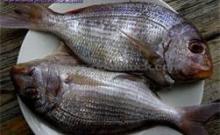  Frozen   Sea   Bream 