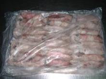 frozen squid  whole   round 