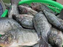  Frozen  tilapia  fish 