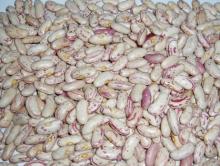 light speckled Kidney Bean