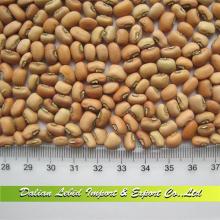 Hot Sale Pink Cowpeas Vigna Beans Competitive Price