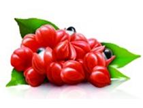 Guarana  Liquid e  Extract 