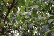 Snowflake Pear