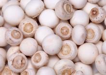 Frozen Champignon Mushroom