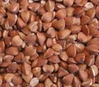 Buckwheat grain