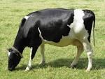 Live Dairy Cows and Friesian  Holstein  Cow for Sale