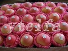 Gala Apple