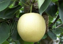 Golden Pear