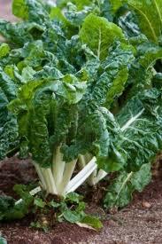 Fresh Spinach