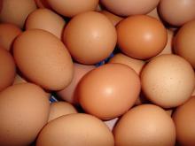BROWN CHICKEN EGGS