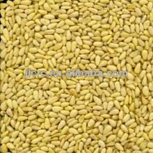 North Korea Pine nut Kernels