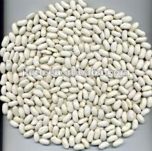  Long   White   Kidney   Bean s