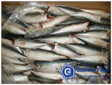 Frozen  Mackerel   HGT ,HG (Scomber japonicus)