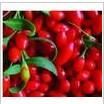  Goji   Juice  Powder